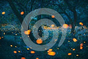 Bokeh light of firefly in forest at dusk in Thailand