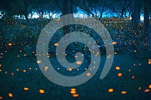 Bokeh light of firefly in forest at dusk in Thailand