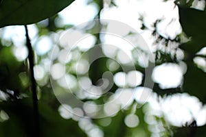 bokeh nice foliage nature green tree, Bright morning sunshine sparkling and bursting through blurry summer