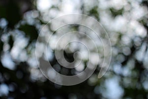 bokeh nice foliage nature green tree, Bright morning sunshine sparkling and bursting through blurry summer