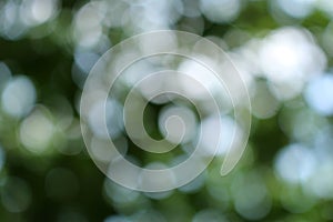 bokeh nice foliage nature green tree, Bright morning sunshine sparkling and bursting through blurry summer