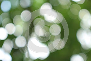 bokeh nice foliage nature green tree, Bright morning sunshine sparkling and bursting through blurry summer