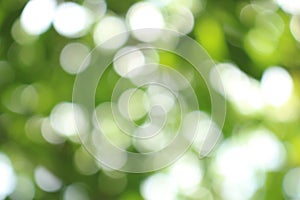 bokeh nice foliage nature green tree, Bright morning sunshine sparkling and bursting through blurry summer