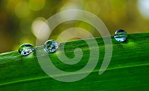 Bokeh photo of dews on leaf after the rain in the morning