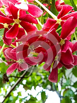 Bokeh of Pink Flowers.