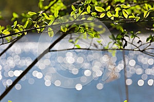 Bokeh reflections on lake, spring young leaves photo