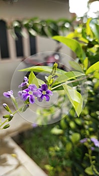 Bokeh shot of flower in resedential garden