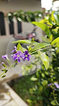 Bokeh shot of flower in resedential garden photo