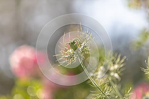 Bokeh, soft spring background of Nigella damascena flower in a spring bloom garden