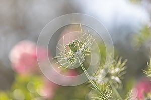 Bokeh, soft spring background of Nigella damascena flower in a spring bloom garden