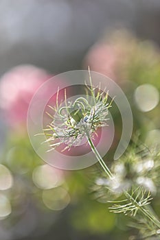 Bokeh, soft spring background of Nigella damascena flower in a spring bloom garden