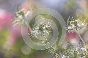 Bokeh, soft spring background of Nigella damascena flower in a spring bloom garden