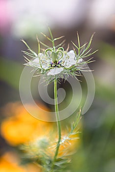 Bokeh, soft spring background of Nigella damascena flower in a spring bloom garden