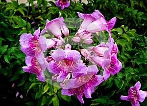 Bokeh Tecoma Shrub, Pink-Plant, Pink Flower Closeup