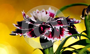 Bokeh of white red black carnation dianthus flower