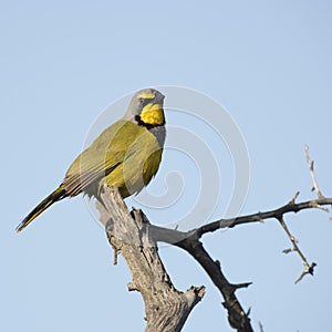 Bokmakierie, Addo Elephant National Park