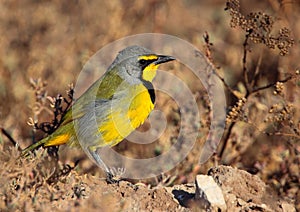 Bokmakierie Bushshrike