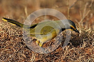 Bokmakierie or Bushshrike