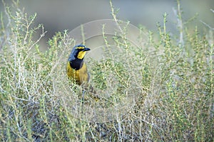 Bokmakierie Bushshrike in Kgalagadi transfrontier park, South Africa