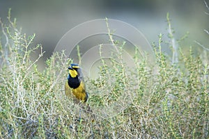 Bokmakierie Bushshrike in Kgalagadi transfrontier park, South Africa