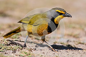 Bokmakierie sitting on the ground looking for food