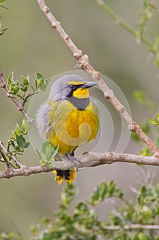 Bokmakierie (telophorus zeylonus)