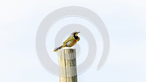 A Bokmakierie, Telophorus zeylonus, sitting on top of a wooden post