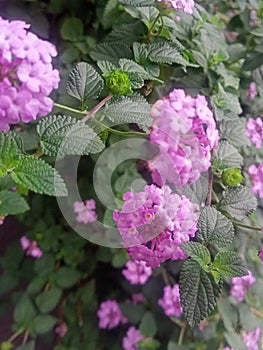 Bokor Flower , Hydrangea Flower , Hortensia Flower