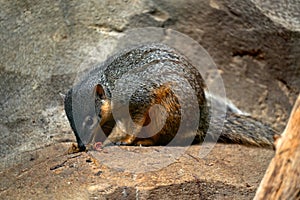 Bokyboky, Mungotictis decemlineata, wild animal, Narrow-striped Mongoose dry leaves of a dense deciduous Kirindy Forest,