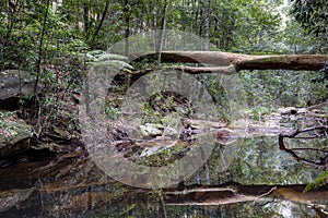 Bola creek in the Royal National Park