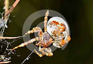 Bolas Spider making a web. photo