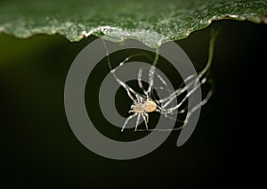 Bolas spider (Mastophora cornigera) spider on a lush green leaf photo