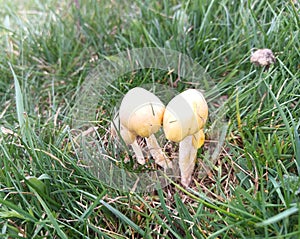Bolbitius titubans. Mushroom in the meadow.