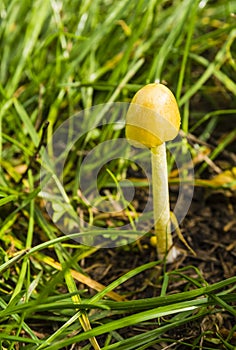 Bolbitius titubans - Mushroom species of the family Bolbitiaceae.