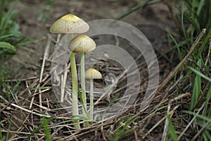 Bolbitius titubans, is a widespread species of inedible mushroom found in America and Europe