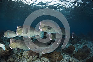 Bolbometopon Muricatum Bumphead Parrotfish