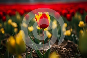 Bold Beauty: A Red Tulip Amongst Yellow