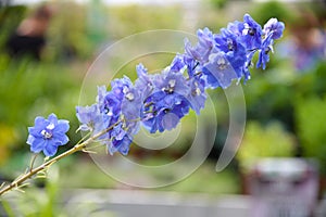 bold blue flowering delphinium