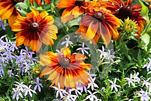 Bold bright mixture bicolor rudbeckia red orange flowers