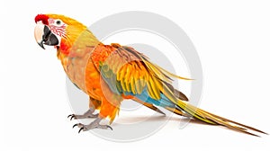 Bold Chromaticity: Golden Parrot With Intricate Stripes And Large Fins photo