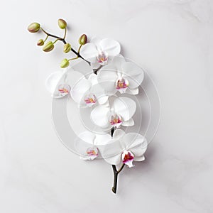 Bold Chromaticity: White Orchid On White Marble Background
