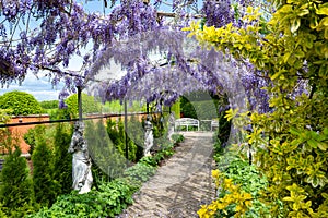 Blooming lilac wisteria img