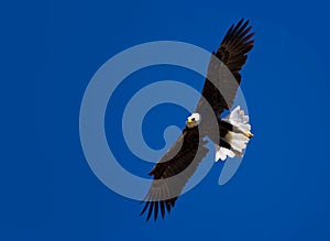 Bold eagle in flight