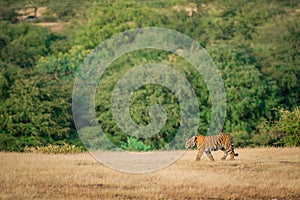 Bold, fearless and playful tiger cub walking head on in absence of mother in green background at ranthambore national park, india