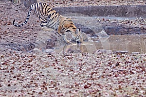 Bold and Ferocious Tiger at Tadoba National Park