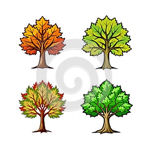 Bold Bigleaf Maple Tree Illustration Design