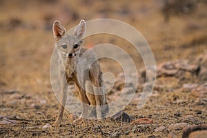 A bold indian fox pup Vulpes bengalensis