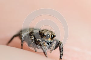 Bold Jumper Phiddipus audax jumping spider