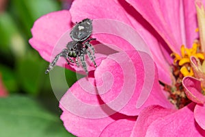 Bold jumping, so called Daring jumping spider on pink Major flower