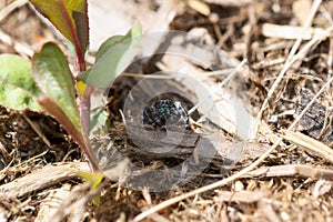 Bold Jumping Spider Phidippus audax with Colorful Fangs on the Ground